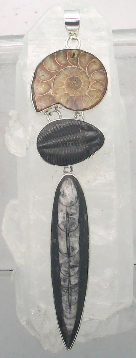 BSS P-766 MLT  (Ammonite, Trilobite Orthoceras)